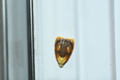 Acleris curvalana