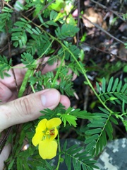 Chamaecrista portoricensis