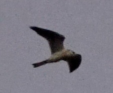 Elanus leucurus majusculus