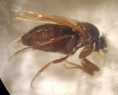 Anevrina olympiae