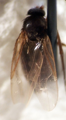 Anevrina olympiae