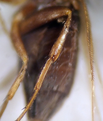 Anevrina olympiae