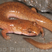 Carolina Spring Salamander - Photo (c) Todd Pierson, some rights reserved (CC BY-NC-SA)