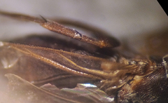 Anevrina olympiae