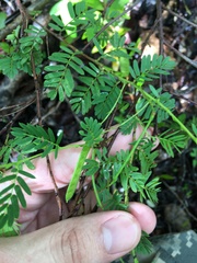 Chamaecrista portoricensis
