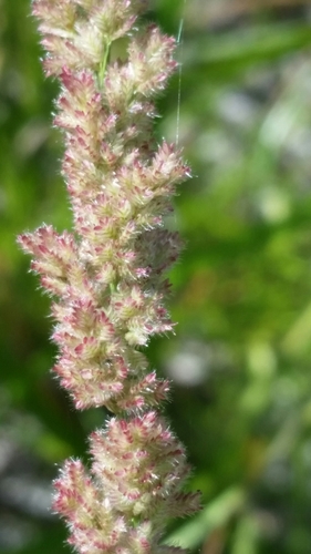Image of Gophertail grass by (c) Jay Horn, some rights reserved (CC BY)