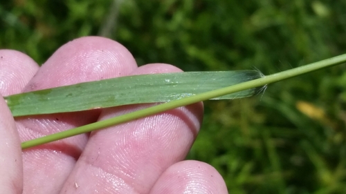 Image of Eragrostis ciliaris by (c) Jay Horn, some rights reserved (CC BY)