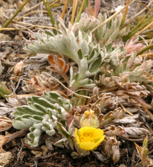 Potentilla morefieldii