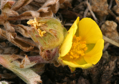 Potentilla morefieldii