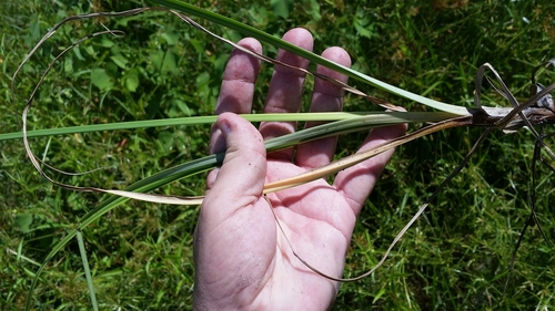Cyperus esculentus image
