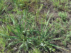 Yucca arkansana