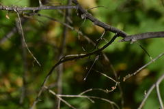 Archilestes californicus