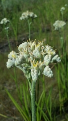 Lachnanthes caroliniana image