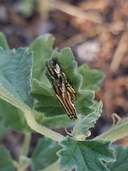 Agrilus aureus