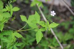 Geranium wilfordii