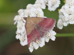 Phytometra viridaria