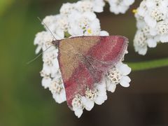 Phytometra viridaria