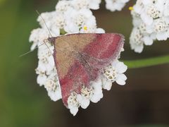 Phytometra viridaria