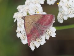 Phytometra viridaria