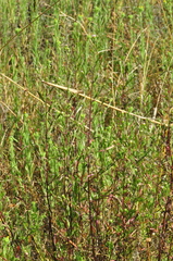 Symphyotrichum hallii