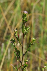 Symphyotrichum hallii