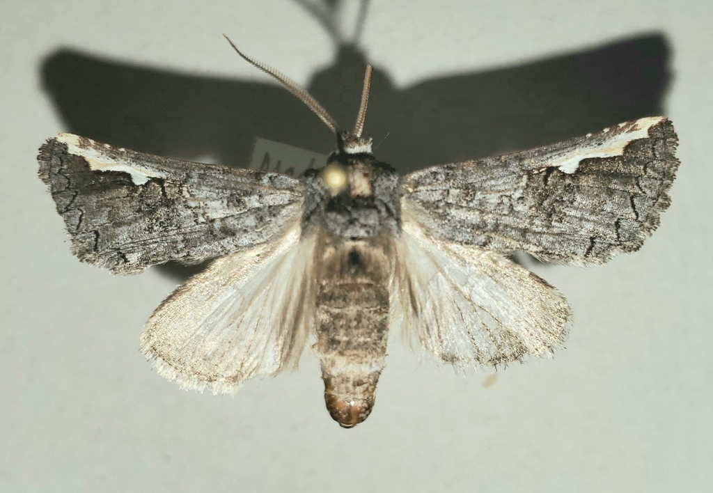 Symmerista zacualpana