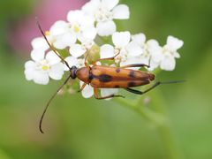 Stenurella septempunctata