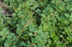 Amaranthus blitum