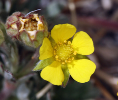 Potentilla pseudosericea