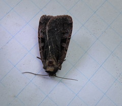 Pseudohermonassa tenuicula