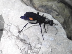 Psorthaspis brimleyi