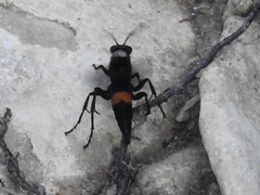 Psorthaspis brimleyi