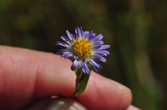 Symphyotrichum hallii