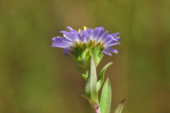 Symphyotrichum hallii