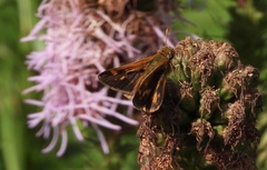 Polites peckius