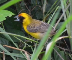 Pachyphantes superciliosus