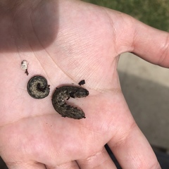 Insecta