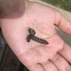 Insecta