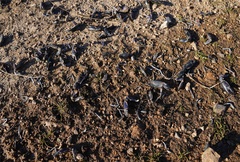 Cherax cuspidatus