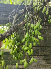 Tinomiscium petiolare