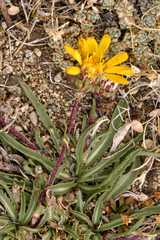 Pyrrocoma apargioides