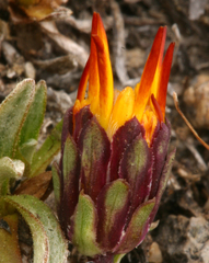 Pyrrocoma apargioides