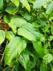 Erythropalum scandens