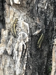 Xanthogaleruca luteola