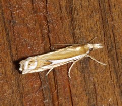Crambus bidens