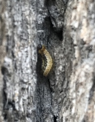 Xanthogaleruca luteola