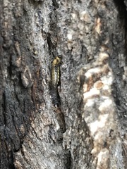 Xanthogaleruca luteola