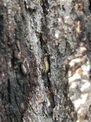 Xanthogaleruca luteola