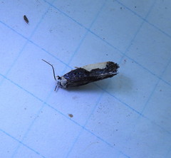 Monopis longella