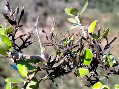 Korthalsella clavata